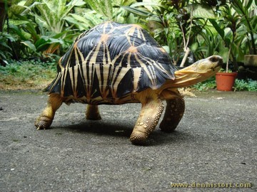 radiated tortoise philippines